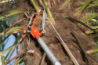 Afbeeldingen van Bahco rupsenschaar 37cm + 5 meter koord