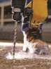 Afbeeldingen van DeWALT Betonboor SDS plus DT9515