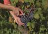 Afbeeldingen van Bahco fruit/bloemenschaar P127-19 170mm 30 stuks bulk