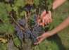 Afbeeldingen van Bahco fruit/bloemenschaar P123-19 190mm knipcapaciteit 10mm 30 stuks bulk