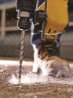 Afbeeldingen van DeWALT Betonboor SDS plus DT9509